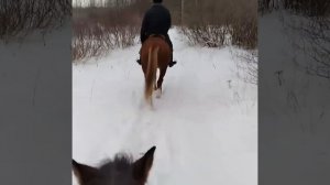 Конюшня в Красном бору Ленобласти