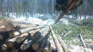 Colorado logging