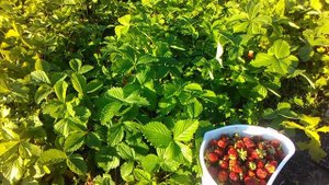 Мой урожай клубники на даче