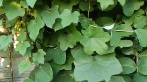 Луносемянник, каприфоль... и что-то еще