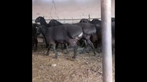 БАРАНЫ ПО 167 КГ. ГИССАРСКИЙ КОЧКАР 2021г.