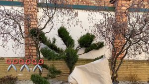 Выращивание декоративной лещины. Уход. Обрезка. Сорта