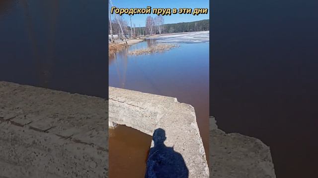 наш городской пруд в эти дни #shorts #рекомендации #пруд #весна