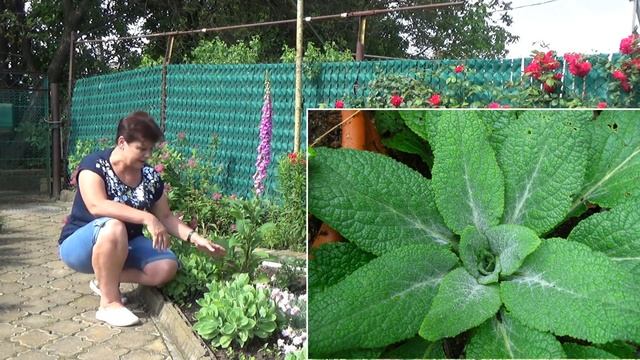 Прекрасная НАПЕРСТЯНКА  Описание Выращивание Размножение