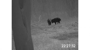 JSA IR-435 Enhanced Wärmebild Handgerät Wildschweine an der Kirrung