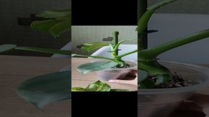 Новинки, растений по обмену. Филодендрон из пятерочки)