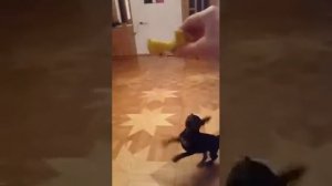 Цвергпинчер. Мини доберман.