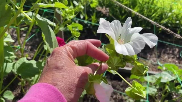How to Pick Your Malope and Lavatera смотреть онлайн