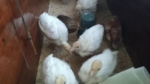 Что делать если индюки не едят