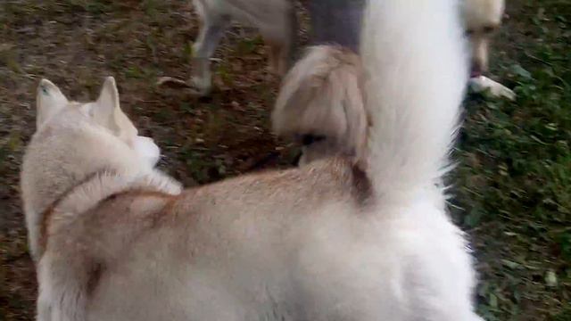 Пекинес Сёмка и другие собаки смотреть онлайн