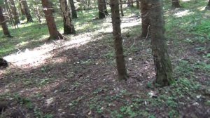 ПРОВЕРИЛ ДВА ЛЕСА. Сбор грибов в Калужской области. Грибы 2022