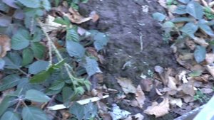 О ежевике сорта Киова