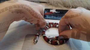 Жгут из бисера Молочная змея по схеме