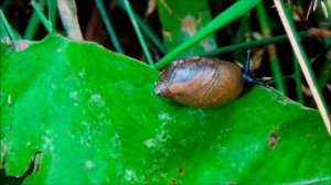 Янтарка и интересные факты о ней