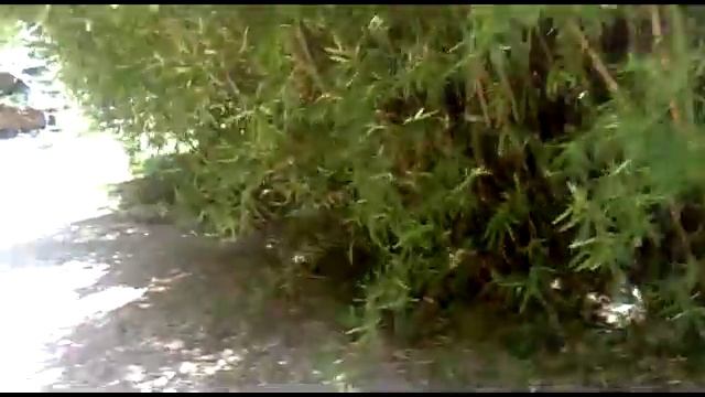 Ботанический сад Сухум смотреть онлайн