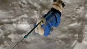 СЕБЕК ИЩЕТ МЕСТО ГДЕ ПОПИСАТЬ ВЕЧЕРОМ МОПС ПОДПИШИСЬ ПЖ) #pug #pugs #мопс