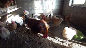 Почему куры льют яйца?