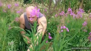 Иван чай(Кипрей) и лекарство от рака "ХАНЕРОЛ"сырьем послужили соцветия Иван Чая.Часть 5