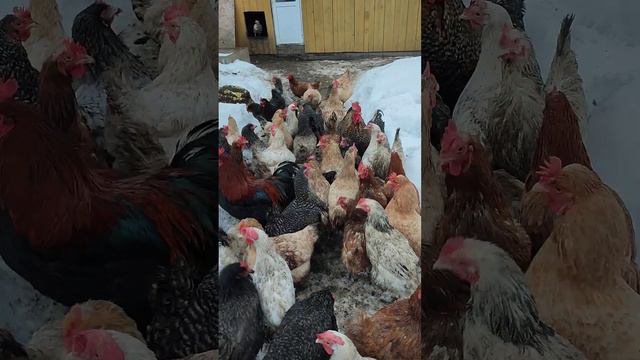 Как заставить кур 🐔 гулять зимой ❄ в хорошую погоду?