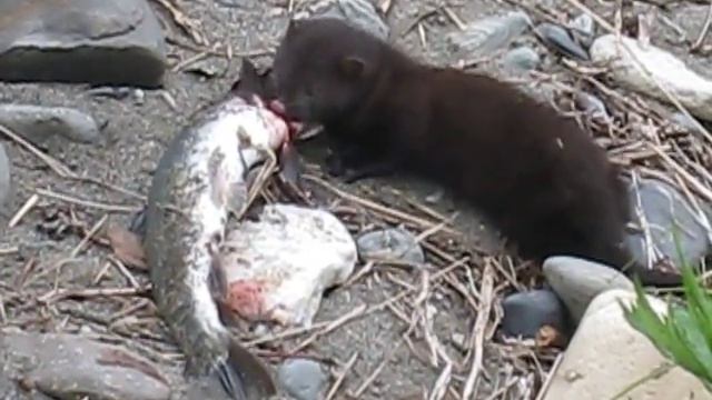 MVI 3415 смотреть онлайн