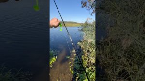 Звуки рибалки   #fishing #beregfishing #bereg #рибалка