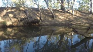 Murray Cod fishing using cheese for bait