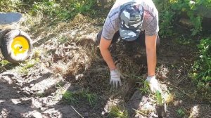 Выращивание грибов / Белые грибы на участке. Мицелий белых грибов [Эксперимент]