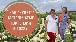 Гортензия метельчатая. Интервью с Татьяной Васильевной Смирновой в питомнике растений «Лесково».