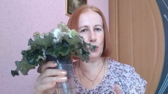 Плюсы и минусы верхнего и фитильного полива