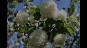 Как цветет декоративная КАЛИНА  БУЛЬДЕНЕЖ