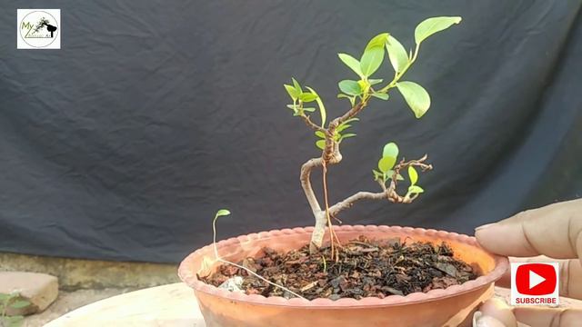 Little Ficus update & about leaf reduction смотреть онлайн