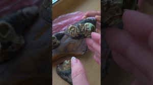 Морские желуди