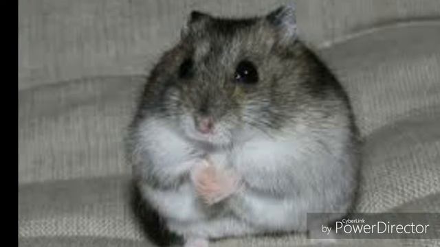 | Общая информация об Джунгарских хомяков | смотреть онлайн