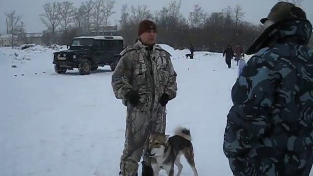 25.02.2012г.Ростов ЗСЛ младшая кобели смотреть онлайн