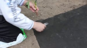 Посадка клубники на черное мульчирующее агроволокно
