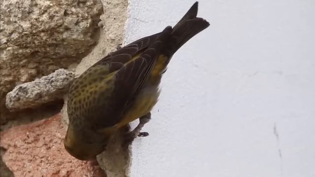 Клест еловик Loxia curvirostra Red Crossbill смотреть онлайн