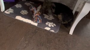 ВОРОТНИК для собаки,но он НЕ хочет его носить🫢🐾 #собака #dogblog #влог