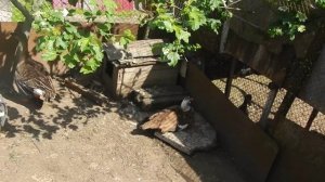 Гусь-гуменник и пара белолобых гусей на даче