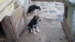 Щенки восточноевропейской овчарки - 2 мес.