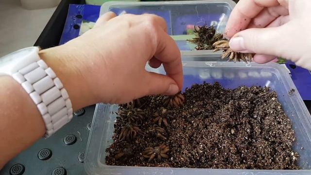 Ранункулюс /Азиатский лютик/Проращивание смотреть онлайн