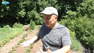 Пересадка клубники для резкого увеличения урожая! Попробуйте!