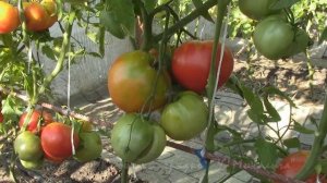 АВГУСТ. Созревают томаты Спринт Таймер и Голиаф.