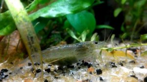 Креветка Амано (Caridina Japonica) с икрой