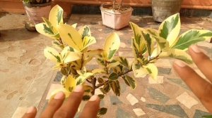 Variegated ficus - Variegated Ficus bonsai, moon star ficus plant care, starlight ficus