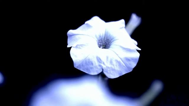 Тест canon 550D с объективом гелиос 44м-4 смотреть онлайн