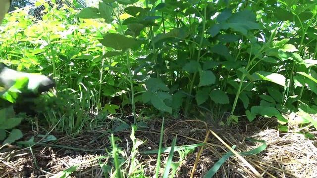 Важные работы с ремонтантной малиной в начале лета смотреть онлайн