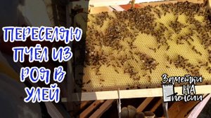 Заселение пчел из роя в улей, осмотр пчел в улье через три дня #пчёлы #пасека #деревня