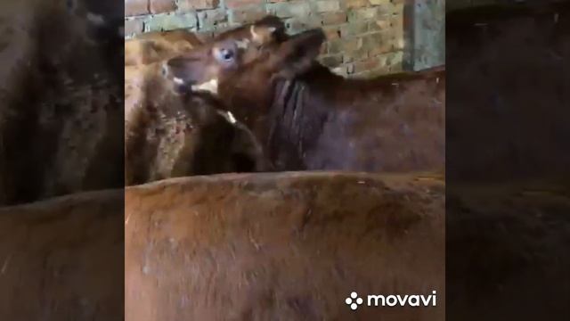 #продажа#быки#100#голов#только#оптом# +79220355557 смотреть онлайн