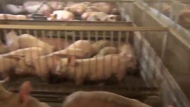 Откорм свиней в Дании смотреть онлайн