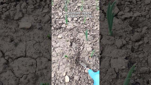 рыхление земли в грядке с луком